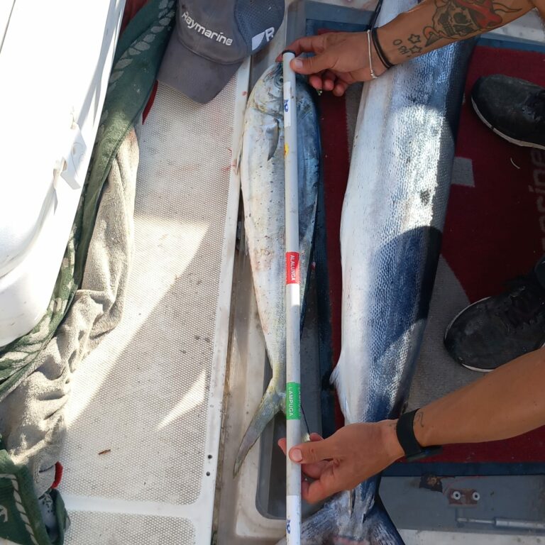 WhatsApp Image 2022-10-08 at 16.41.46