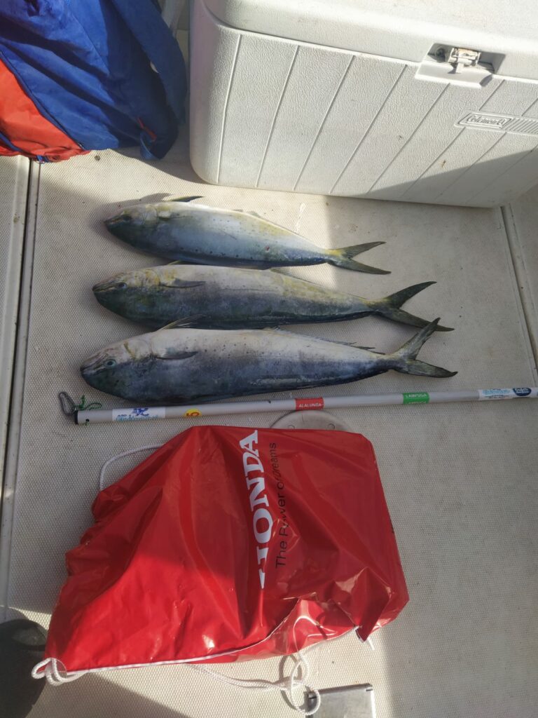 WhatsApp Image 2022-10-09 at 15.11.13