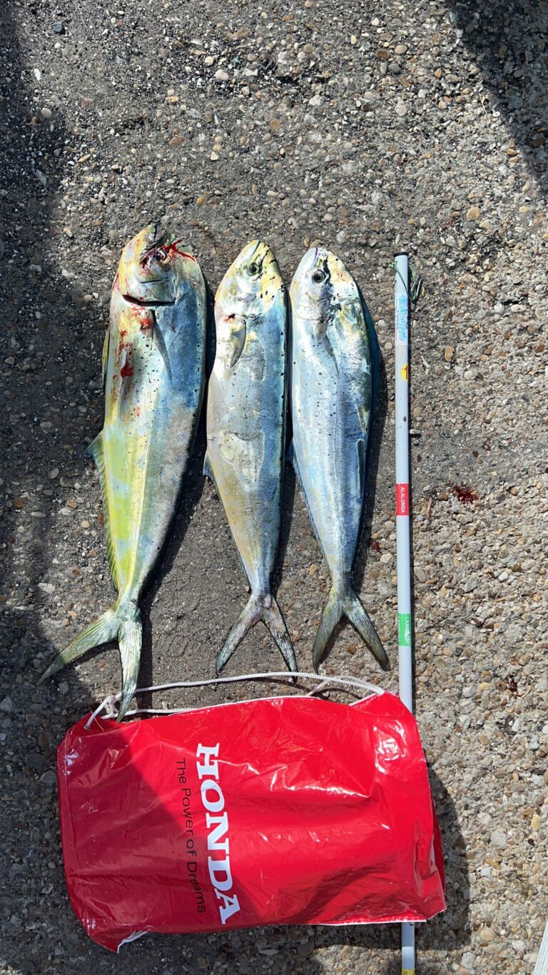 WhatsApp Image 2022-10-09 at 15.15.40